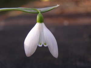Galanthus nivalis 'Sibbertoft White'